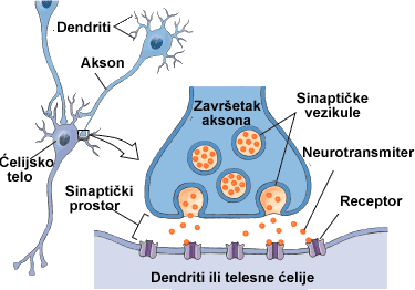 Transmiteri u nervnom sistemu