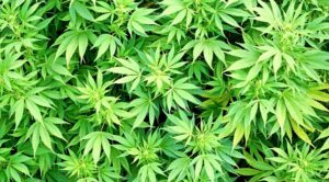 marihuana-u-klinickim-istrazivanjima1