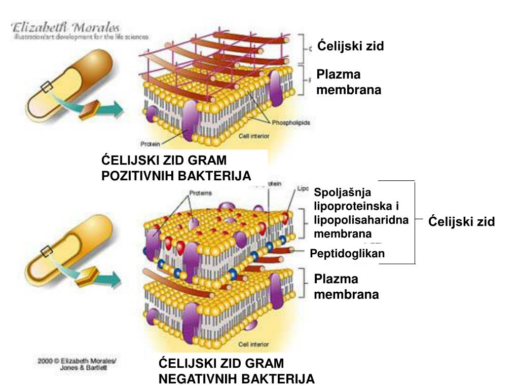 ćelijski zid bakterija