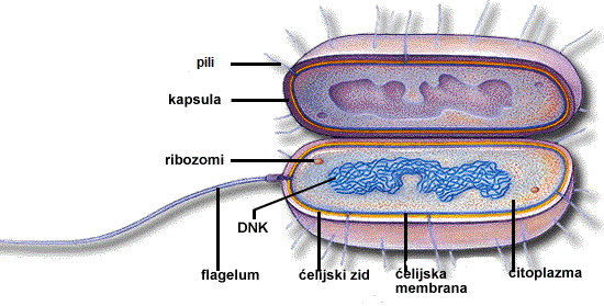 ćelijski zid bakterija