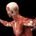 skeletni-mišići