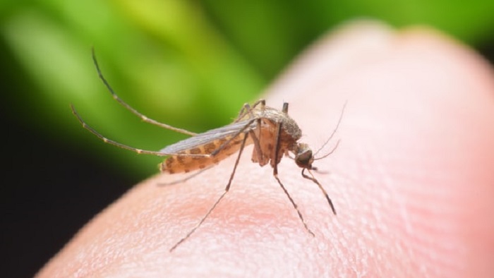 Kako ublažiti reakciju na ujed komarca?