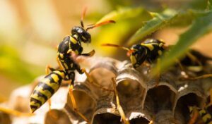 ujed-i-ubod-insekta-sve-sto-treba-da-znate-1