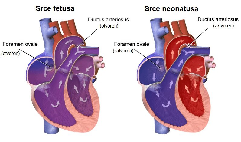 Fetalna i neonatalna cirkulacija